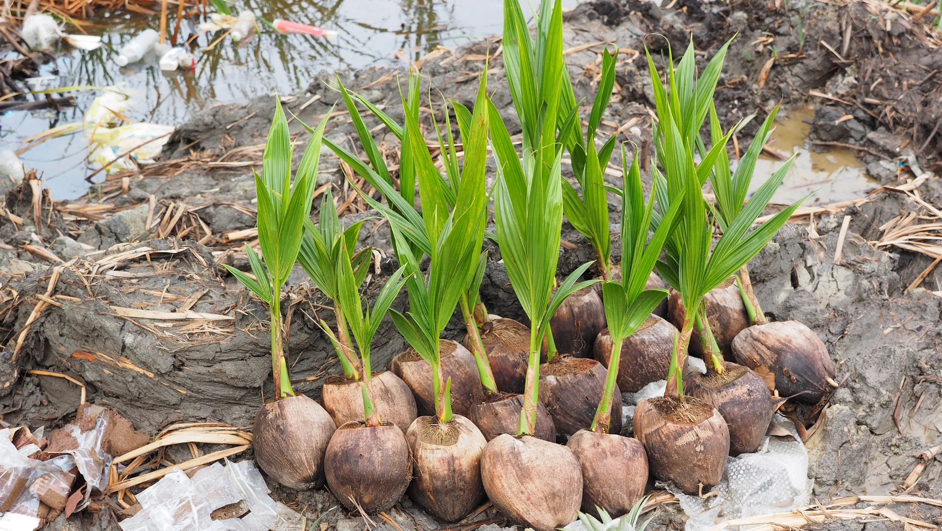 Sustainable Coconut Farming Techniques