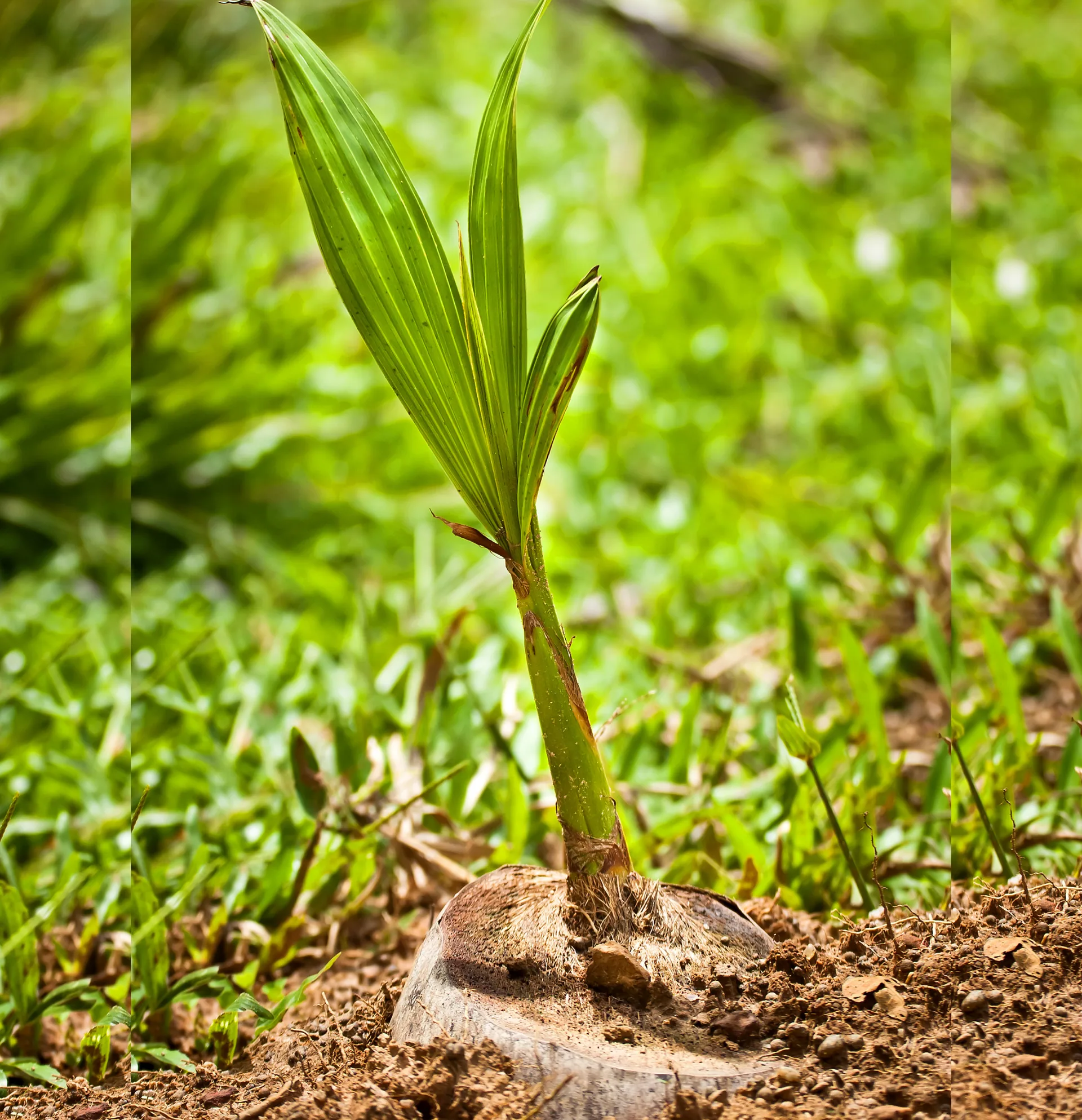 Coconut tree care