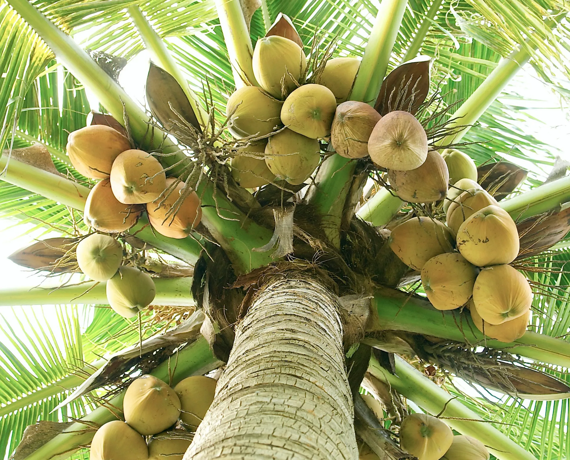Coconut Horoscope