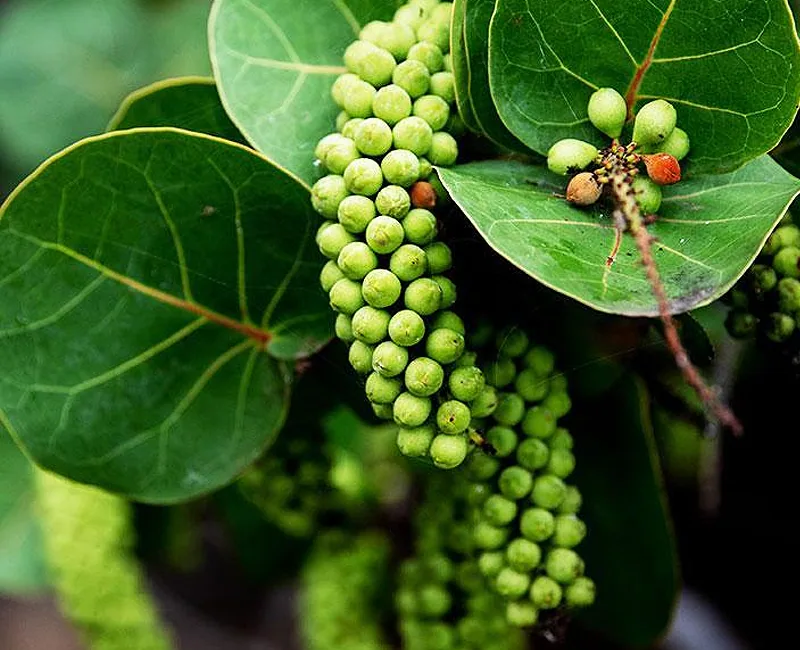 Tips for Ripening your Fruit