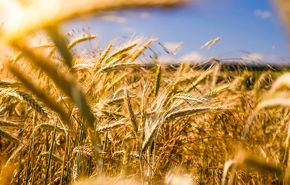 Sense Luto: Smart Sensors for Precision Soil & Irrigation Control